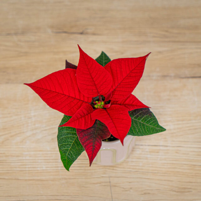 poinsecja-gwiazda-betlejemska-euphorbia-pulcherrima-christmas-feel poinsecja-gwiazda-betlejemska-euphorbia-pulcherrima-christmas-feel