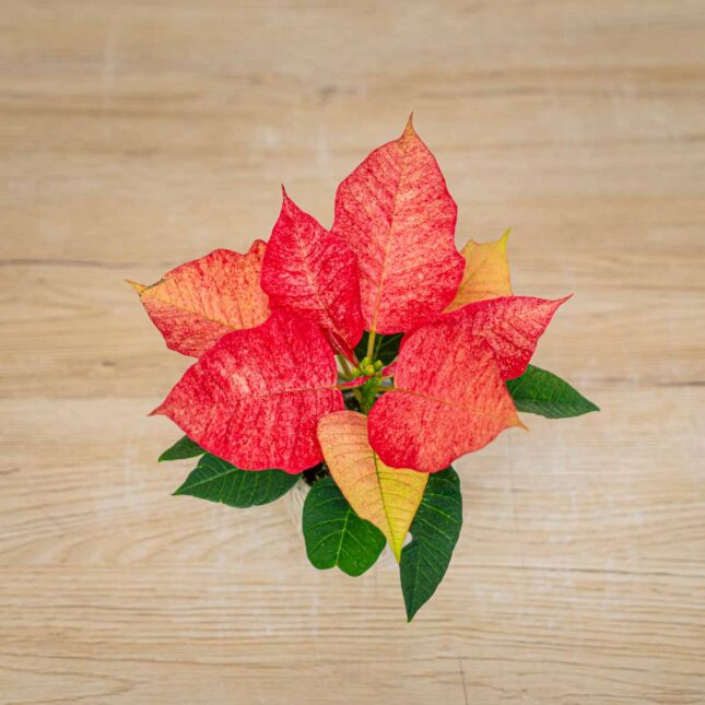 Poinsecja-gwiazda-betlejemska-ice-cream-euphorbia pulcherrima Poinsecja-gwiazda-betlejemska-ice-cream-euphorbia pulcherrima