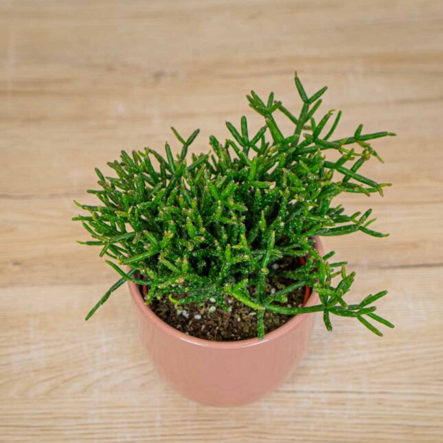 rhipsalis-burchellii-patyczak rhipsalis-burchellii-patyczak