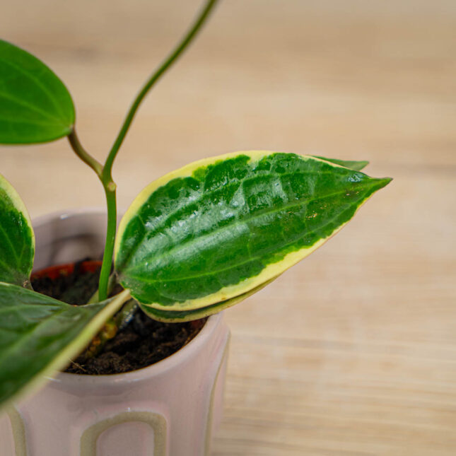 Hoya-macrophylla-albomarginata Hoya-macrophylla-albomarginata