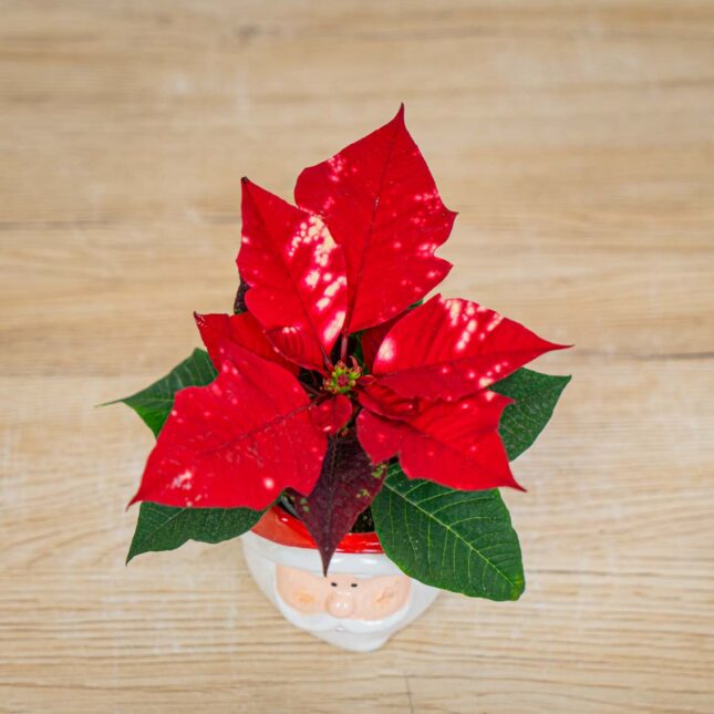 poinsecja-gwiazda-betlejemska-euphorbia-pulcherrima-fantasy-star poinsecja-gwiazda-betlejemska-euphorbia-pulcherrima-fantasy-star