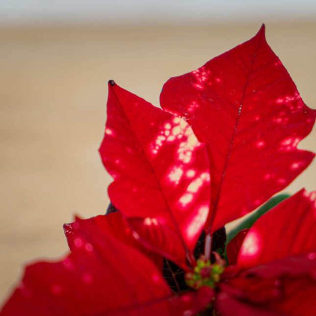 poinsecja-gwiazda-betlejemska-euphorbia-pulcherrima-fantasy-star poinsecja-gwiazda-betlejemska-euphorbia-pulcherrima-fantasy-star