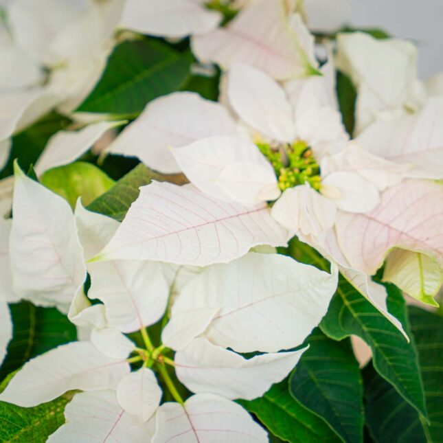 poinsecja-gwiazda-betlejemska-euphorbia-pulcherrima-pearl poinsecja-gwiazda-betlejemska-euphorbia-pulcherrima-pearl