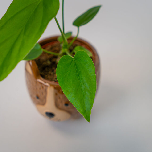 Mała Szklarnia Mała Szklarnia