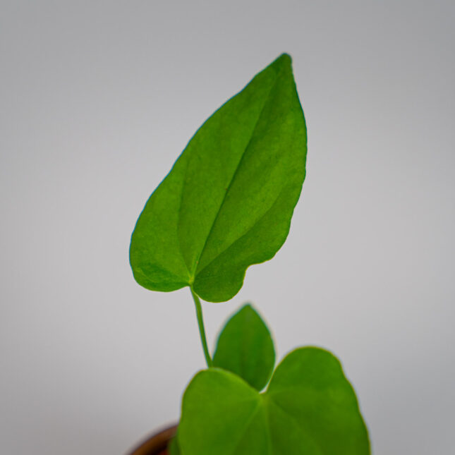 Mała Szklarnia Mała Szklarnia