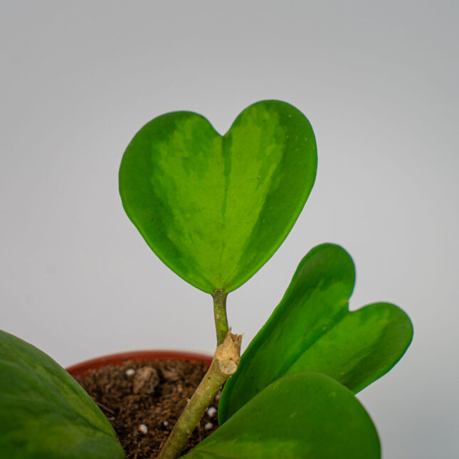 Mała Szklarnia Mała Szklarnia