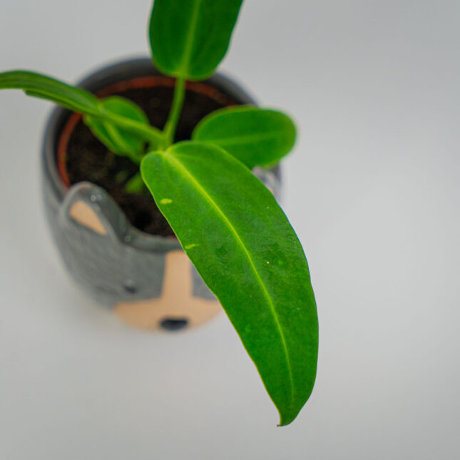 Mała Szklarnia Mała Szklarnia