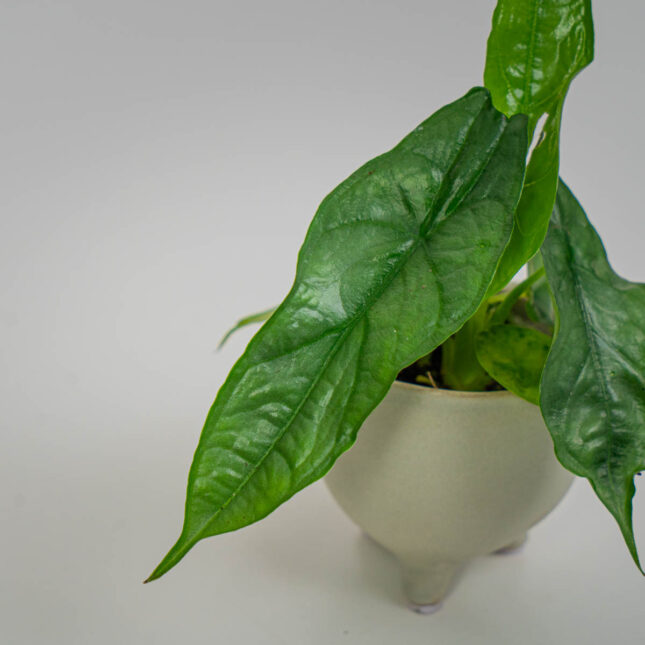 Mała Szklarnia Mała Szklarnia