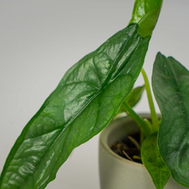 Mała Szklarnia Mała Szklarnia