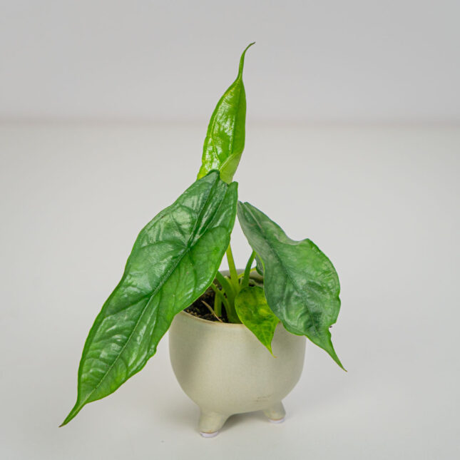 Mała Szklarnia Mała Szklarnia