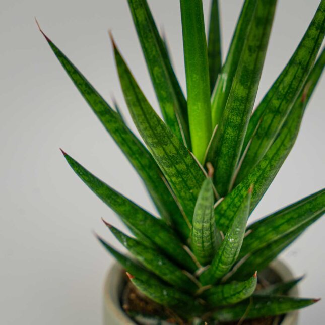 Mała Szklarnia Mała Szklarnia