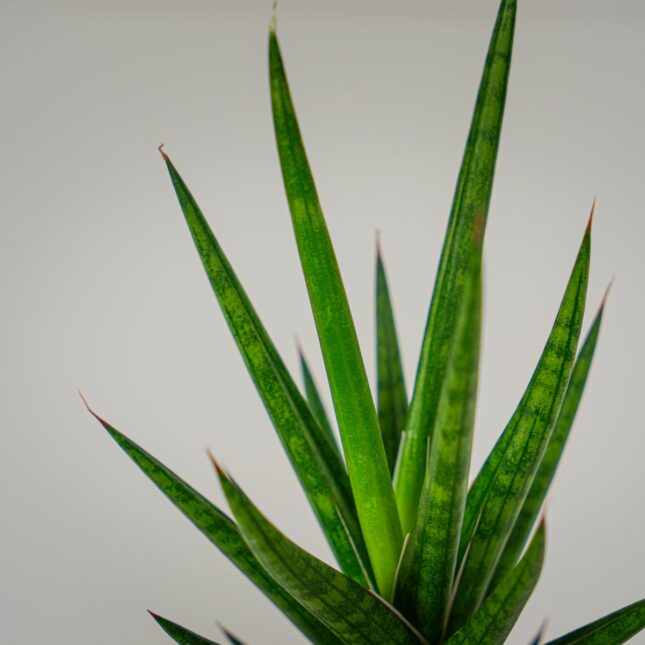 Mała Szklarnia Mała Szklarnia