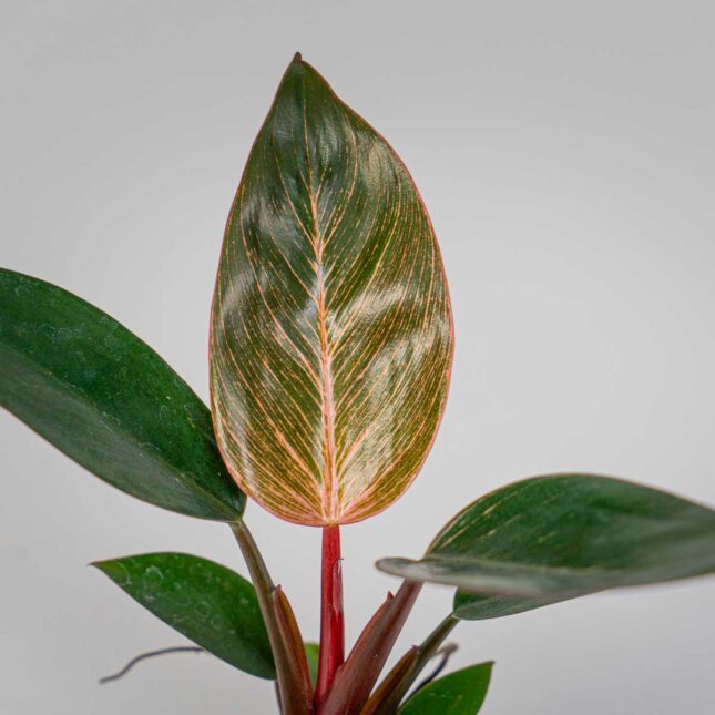 Mała Szklarnia Mała Szklarnia