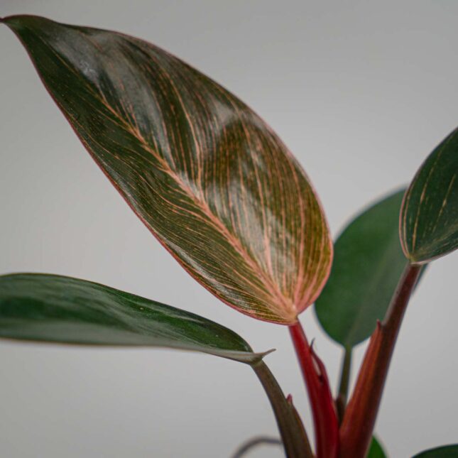 Mała Szklarnia Mała Szklarnia