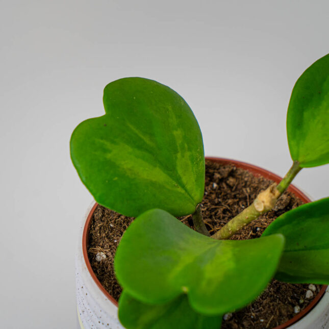 Mała Szklarnia Mała Szklarnia