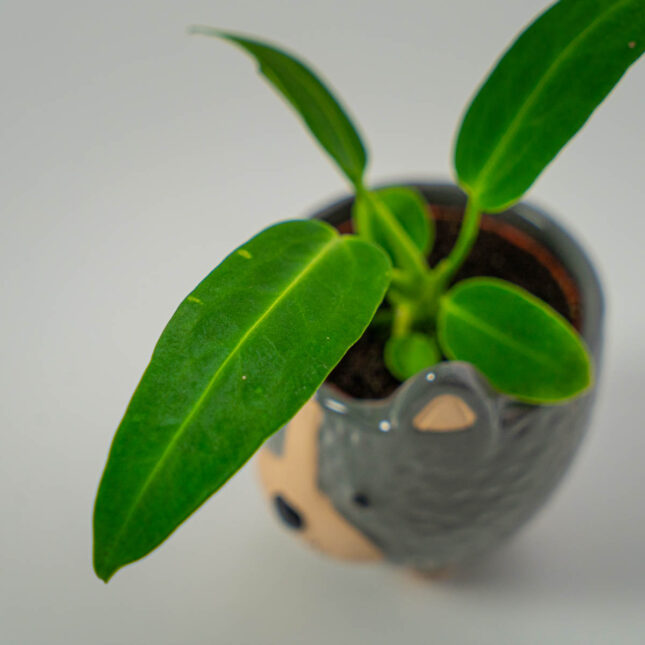 Mała Szklarnia Mała Szklarnia