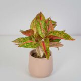 Aglaonema Romance Red