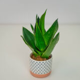 Sansevieria black flame