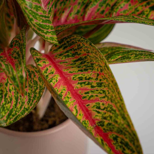 Mała Szklarnia Mała Szklarnia