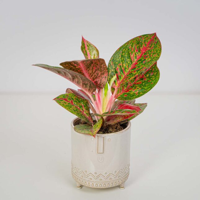 Aglaonema paradise red