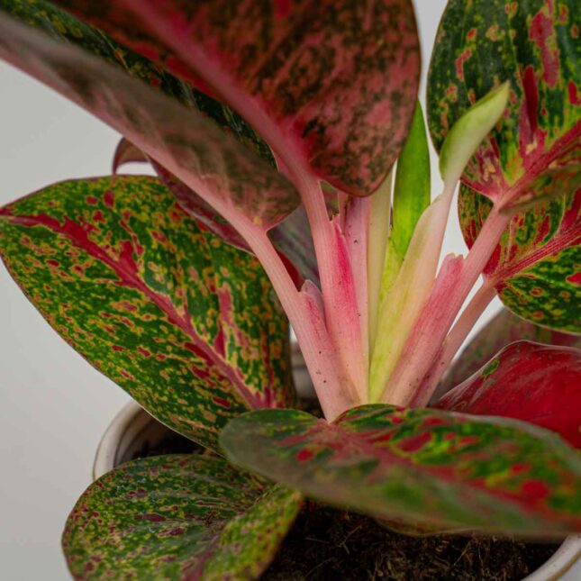 Mała Szklarnia Mała Szklarnia