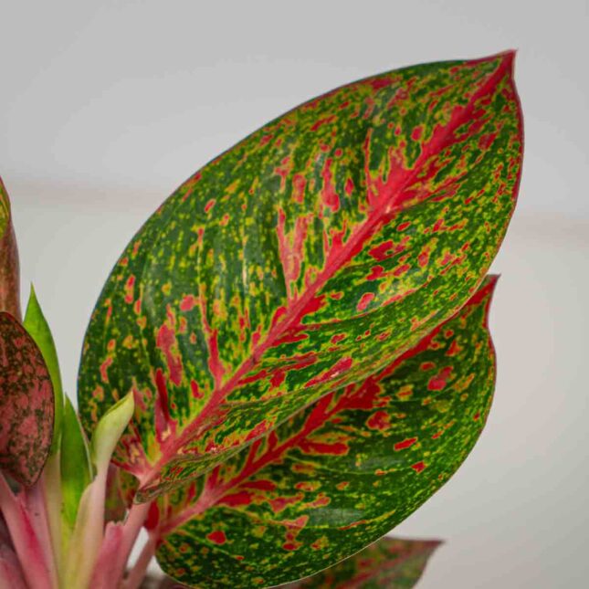 Mała Szklarnia Mała Szklarnia