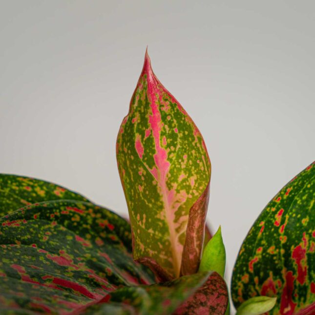 Mała Szklarnia Mała Szklarnia