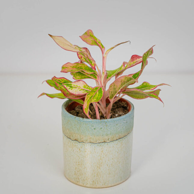 Mała Szklarnia Mała Szklarnia