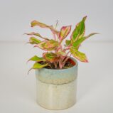 Aglaonema siam aurora