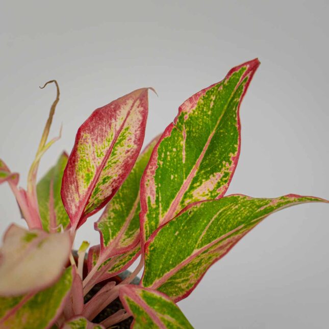 Mała Szklarnia Mała Szklarnia