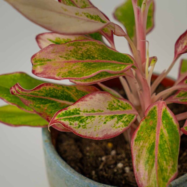 Mała Szklarnia Mała Szklarnia