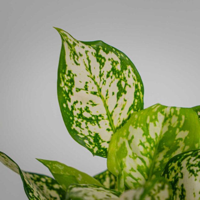 Mała Szklarnia Mała Szklarnia