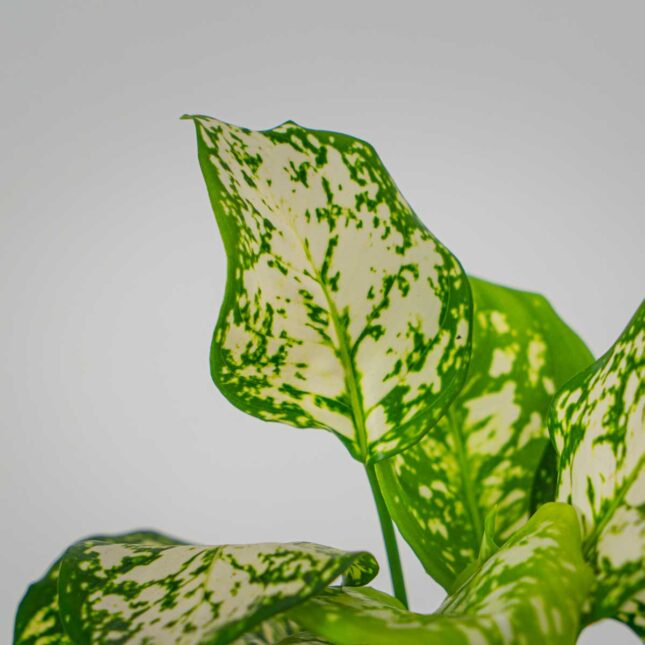 Mała Szklarnia Mała Szklarnia