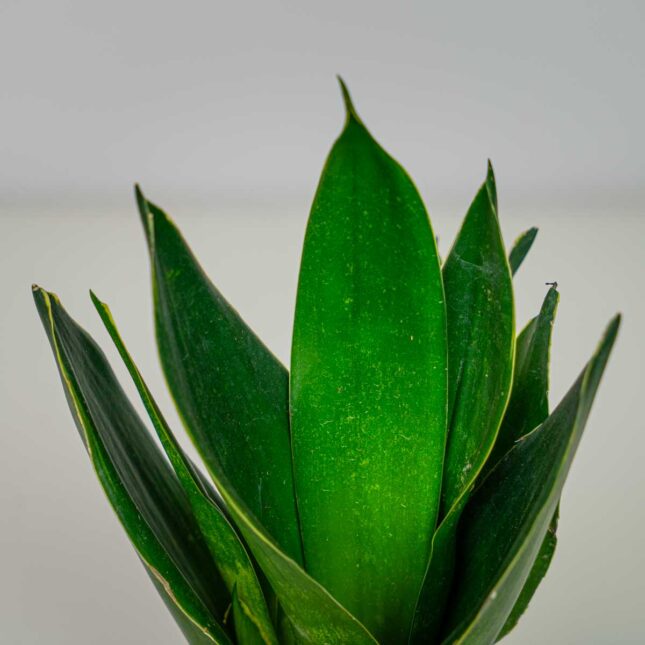 Mała Szklarnia Mała Szklarnia