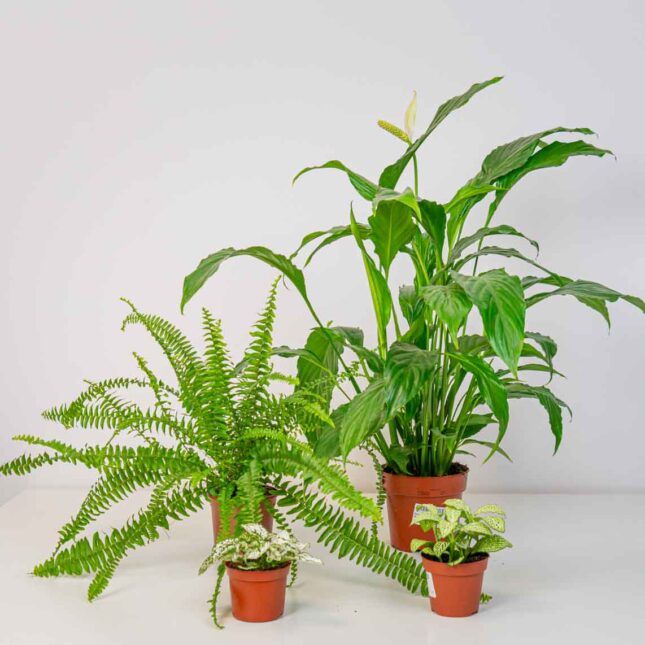 mala-szklarnia-zestaw-do-podlewania mala-szklarnia-zestaw-do-podlewania