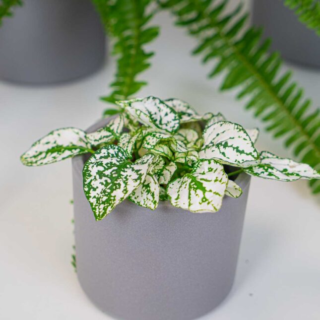 mala-szklarnia-zestaw-do-podlewania mala-szklarnia-zestaw-do-podlewania