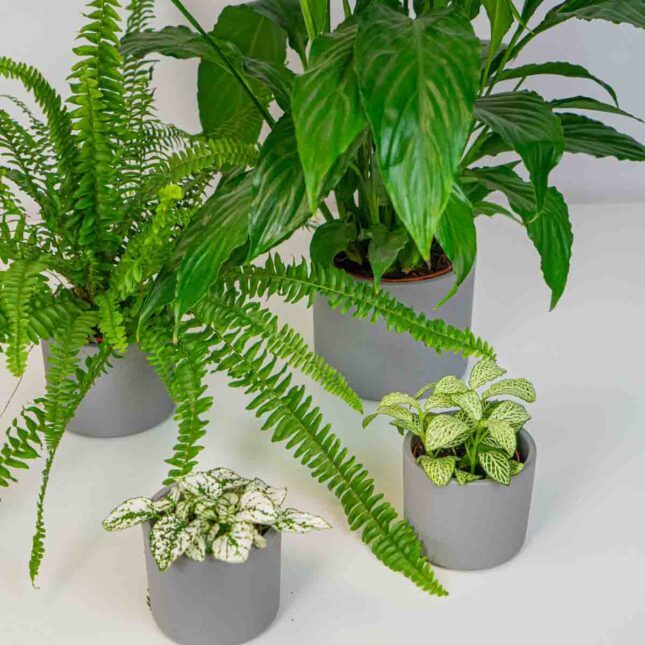 mala-szklarnia-zestaw-do-podlewania mala-szklarnia-zestaw-do-podlewania