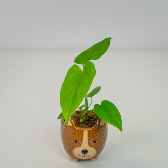 Mała Szklarnia Mała Szklarnia