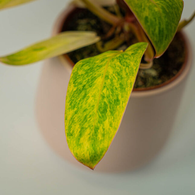 Mała Szklarnia Mała Szklarnia