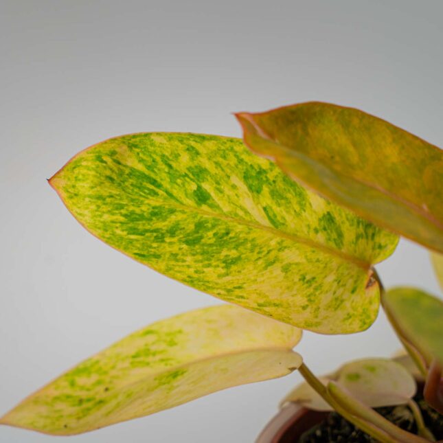 Mała Szklarnia Mała Szklarnia