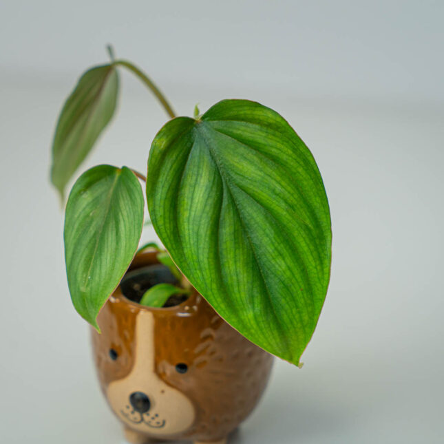 Mała Szklarnia Mała Szklarnia