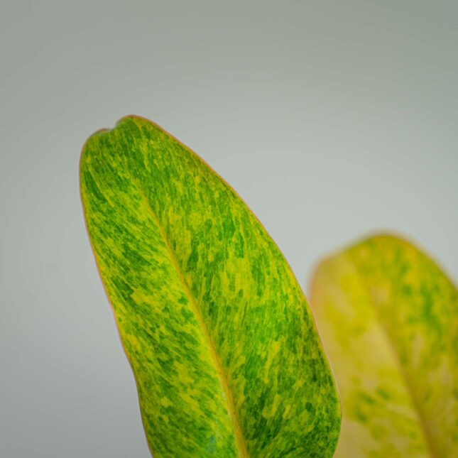 Mała Szklarnia Mała Szklarnia