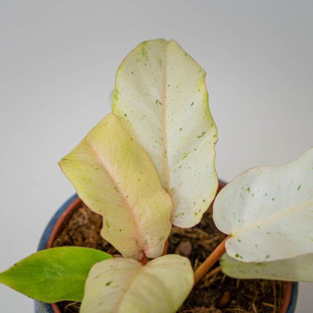 Mała Szklarnia Mała Szklarnia