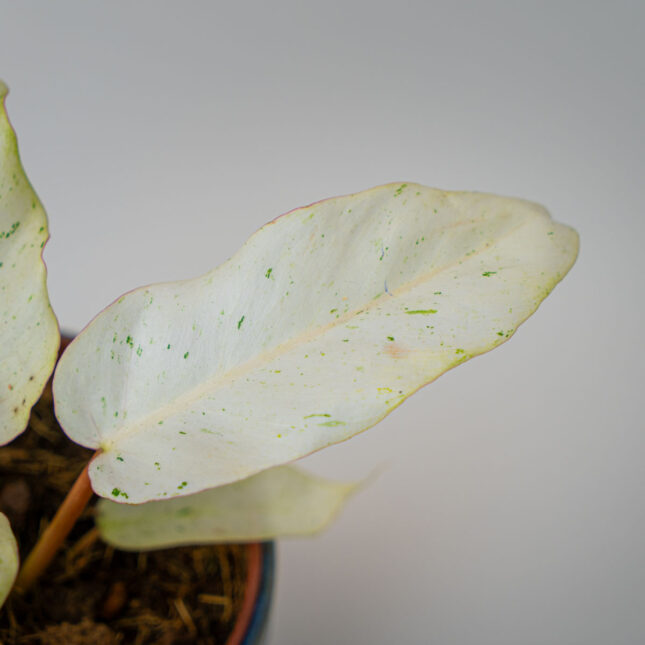 Mała Szklarnia Mała Szklarnia