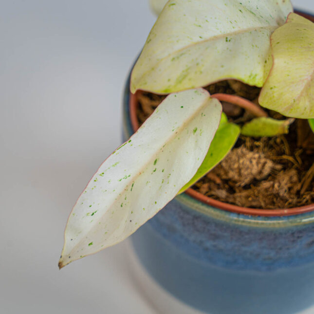 Mała Szklarnia Mała Szklarnia