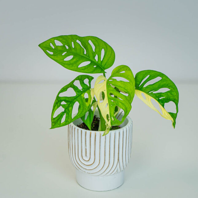 Mała Szklarnia Mała Szklarnia