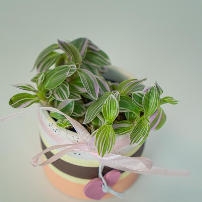 Mała Szklarnia Mała Szklarnia