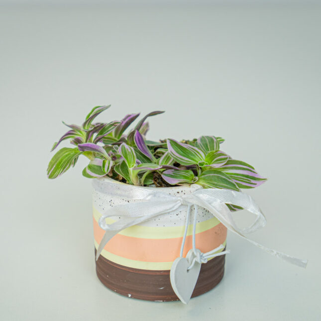 Mała Szklarnia Mała Szklarnia