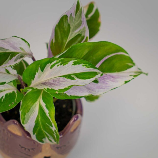 Mała Szklarnia Mała Szklarnia