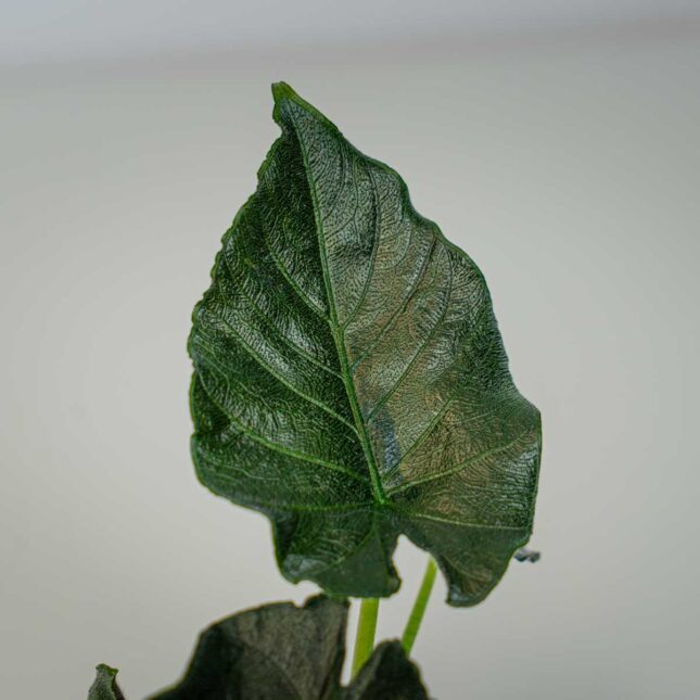 Mała Szklarnia Mała Szklarnia